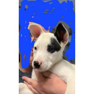 Image of Unknown, Found Dog