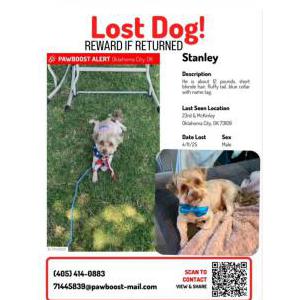 Image of Stanley, Lost Dog