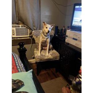 Image of Buddy, Lost Dog
