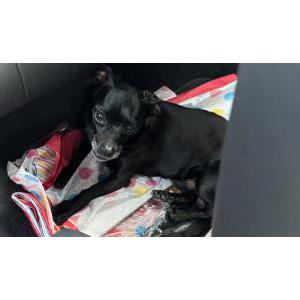 Lost Dog Hercules