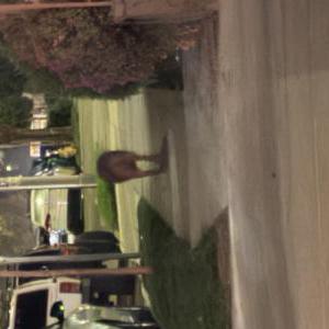 Found Dog unknown