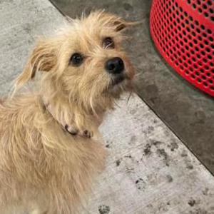 Lost Dog Canela