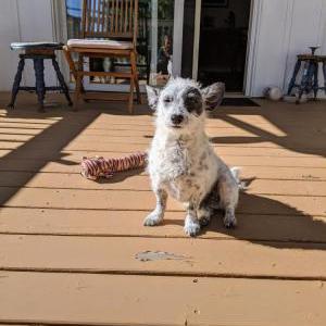 Image of Leon, Lost Dog