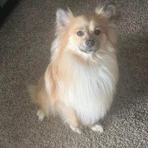 Lost Dog groot