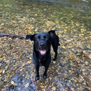 Image of Bo, Lost Dog