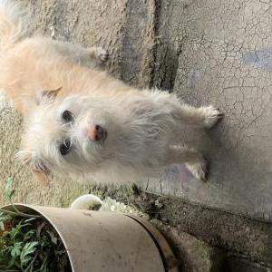 Lost Dog Perla