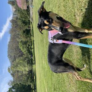 Lost Dog Maple