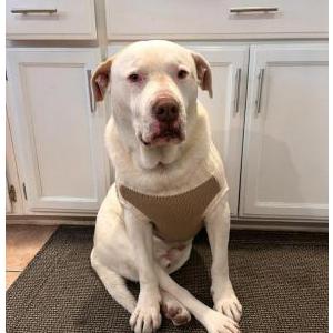 Lost Dog Joey