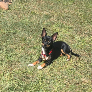 Image of Koojo, Lost Dog