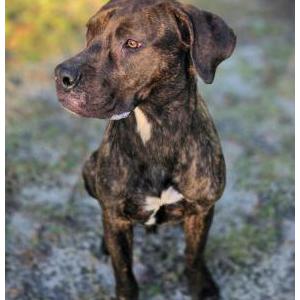 Image of Unknown, Found Dog