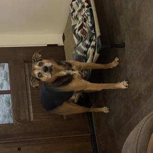 Lost Dog Bronson Ward