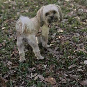 Image of Mochi, Lost Dog