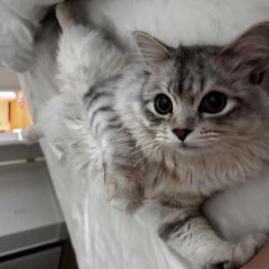 Image of Loki, Lost Cat