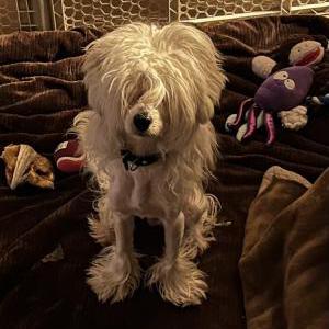 Image of Pony Boy, Found Dog