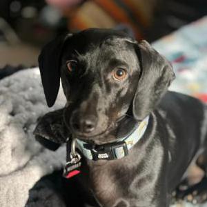 Lost Dog Murray