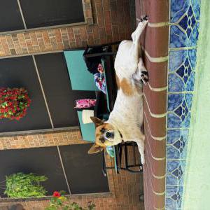 Image of Unknown, Found Dog