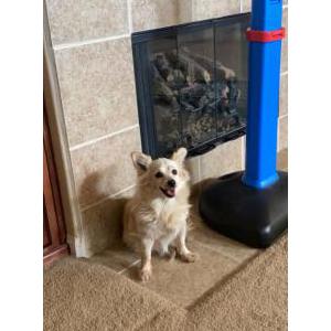 Image of Snowflake, Lost Dog