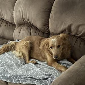 Image of Unknown, Found Dog