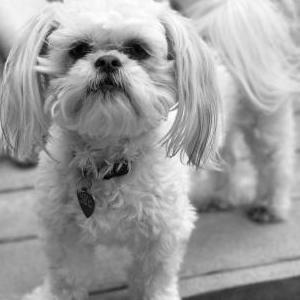 Image of Piper, Lost Dog