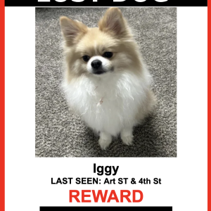 Image of Iggy, Lost Dog