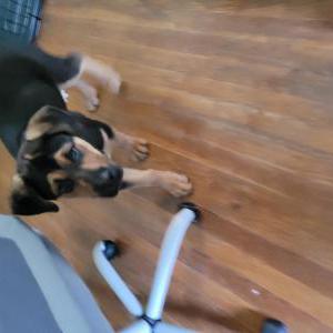 Found Dog Max (possibly)