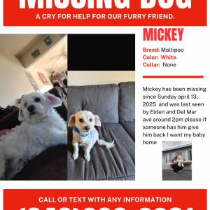Lost Dog Mickey