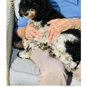 Image of Jeremy, Lost Dog