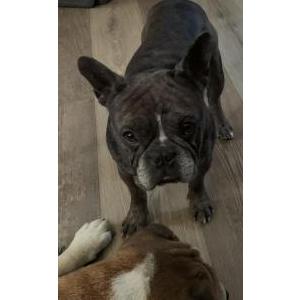 Lost Dog Saul