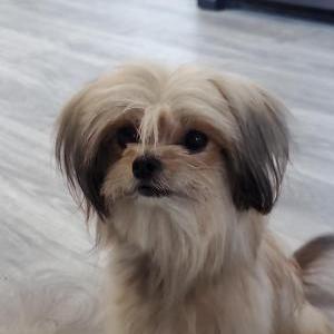 Lost Dog Chewie