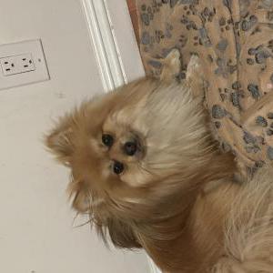 Lost Dog Bambi