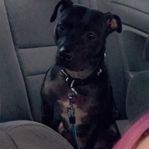 Image of Lil, Lost Dog
