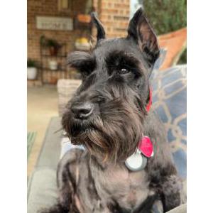 Image of Rocky, Lost Dog