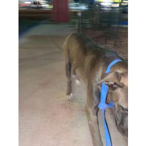 Image of Unknown, Found Dog
