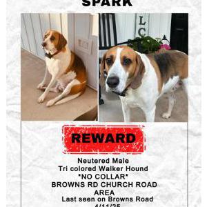 Lost Dog Spark