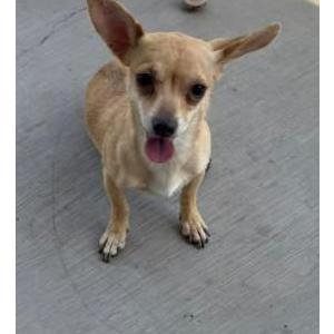Image of Unknown, Lost Dog