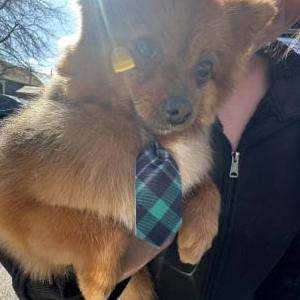 Lost Dog Pablo