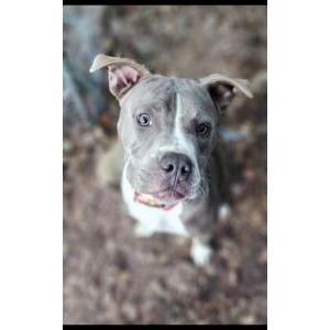Image of Honey, Lost Dog