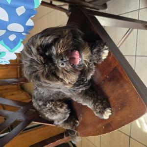 Found Dog UNKNOWN