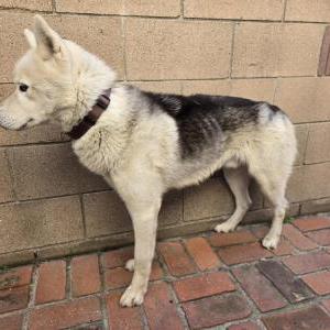 Image of Unkown, Found Dog