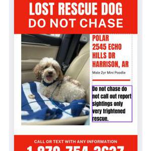 Image of Polar, Lost Dog