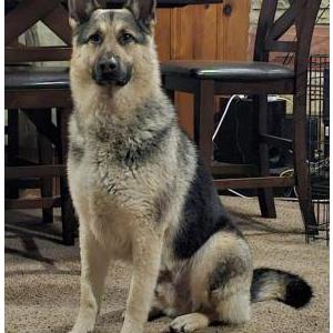 Image of Ace, Lost Dog