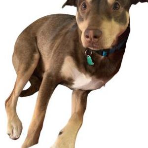 Image of Koa, Lost Dog