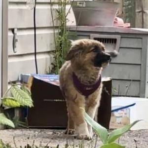 Image of Unknown, Found Dog