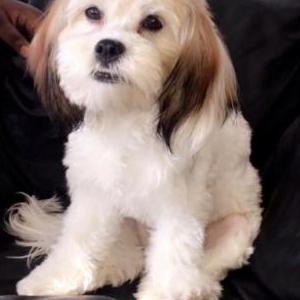 Image of Bella, Lost Dog