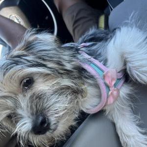 Image of Delilah, Lost Dog