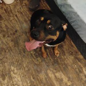 Image of Bailey, Lost Dog