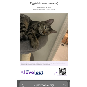 Image of Egg, Lost Cat