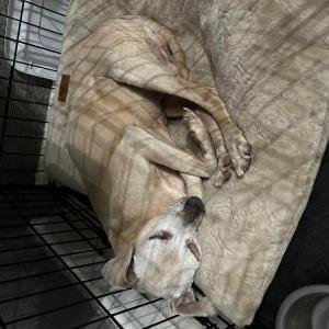 Image of Calvin, Lost Dog
