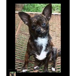 Lost Dog Loukies Son