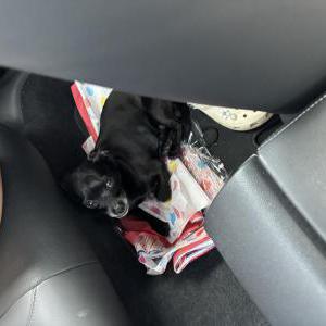 Lost Dog Diana Pena